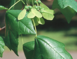 Southern Sugar Maple.